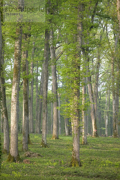 Eichenwald von Moladiers in Richtung Moulins  Traubeneichen oder Wintereichen (Quercus petraea)  Bourbonnais  Allier  Auvergne  Frankreich  Europa