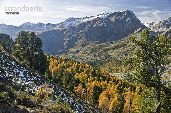 Aletschwald  UNESCO Welterbe  Kanton Wallis  Schweiz  Europa