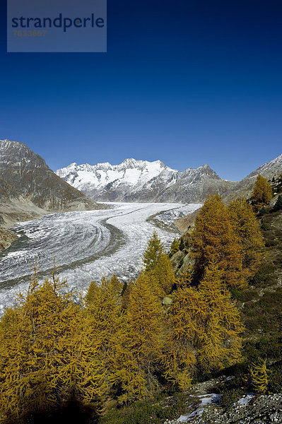 Aletschwald und Aletschgletscher  UNESCO Welterbe  Kanton Wallis  Schweiz  Europa