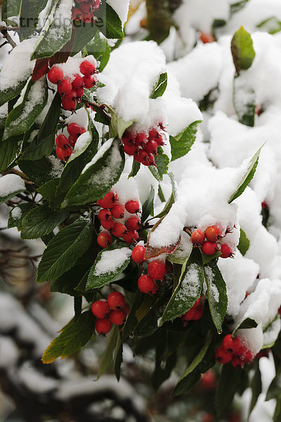Zwergmispel (Cotoneaster) im Schnee