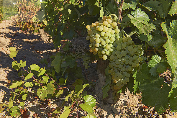 Pedro XimÈnez Rebsorte  Montilla  Montilla-Moriles Weinbauregion  Bodegas CabriÒana  Provinz CÛrdoba  Andalusien  Spanien  Europa
