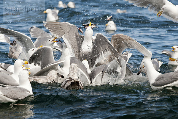 Beringmöwen (Larus glaucescens) fressen Hering  im Golf von Alaska