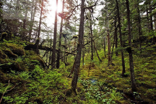 Regenwald an der Küste  Alaska