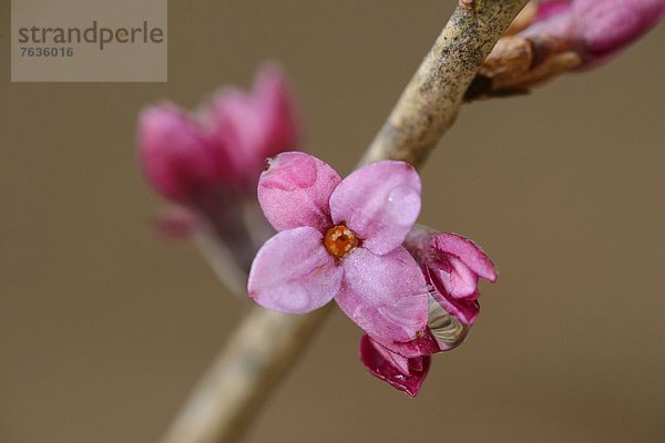 Blühender Echter Seidelbast (Daphne mezereum)