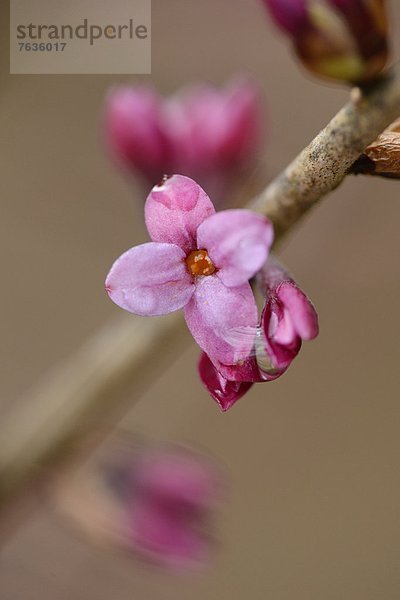 Blühender Echter Seidelbast (Daphne mezereum)