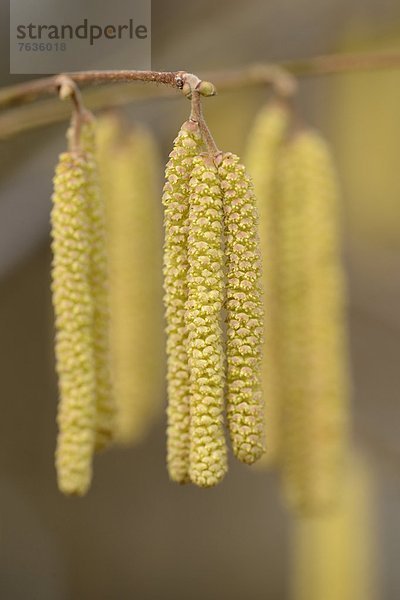 Kätzchen der Gemeinen Hasel (Corylus avellana)  close-up