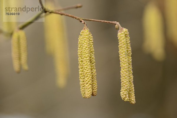 Kätzchen der Gemeinen Hasel (Corylus avellana)  close-up