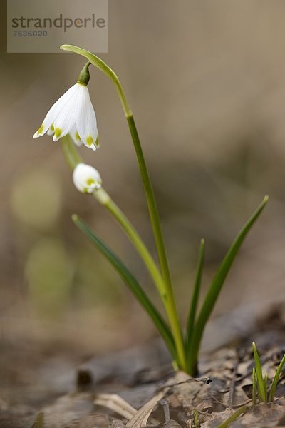 Blühender Märzenbecher (Leucojum vernum)