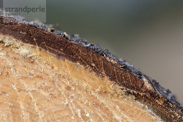 Angeschnittener Baumstamm einer Gemeinen Fichte (Picea abies)  Makroaufnahme