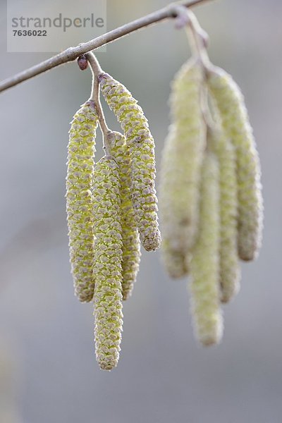 Kätzchen der Gemeinen Hasel (Corylus avellana)  close-up