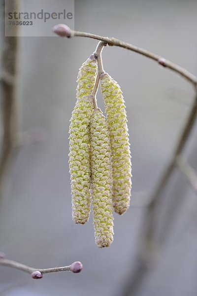 Kätzchen der Gemeinen Hasel (Corylus avellana)  close-up