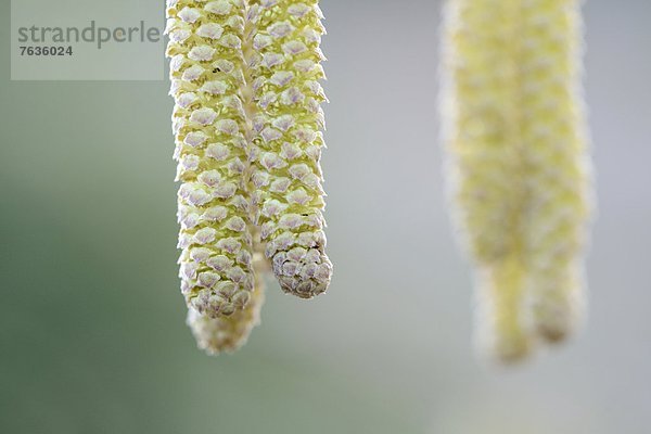 Kätzchen der Gemeinen Hasel (Corylus avellana)  close-up