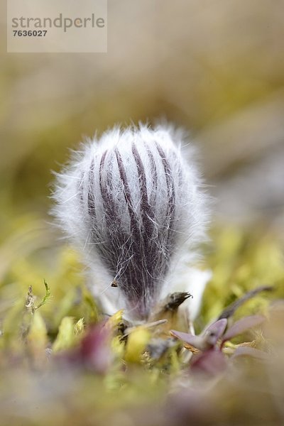 Knospe einer Küchenschelle (Pulsatilla vulgaris)