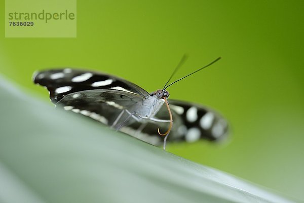 Schmetterling Myscelia cyaniris auf einem Blatt