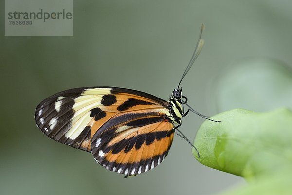 Schmetterling Heliconius ismenius auf einem Blatt