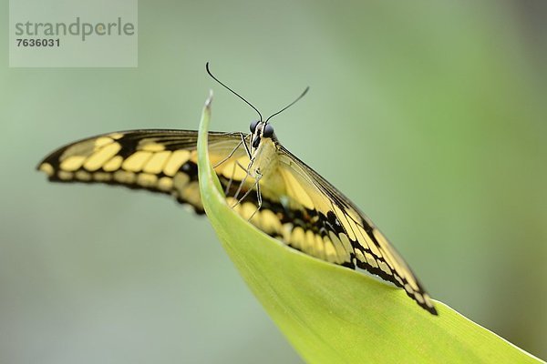 Schmetterling Königs-Schwalbenschwanz (Papilio thoas) auf einem Blatt