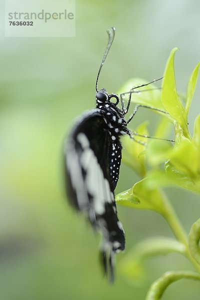 Schmetterling Parides iphidamas auf einem Blatt