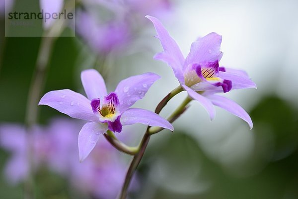 Blühende Orchidee Laelia anceps