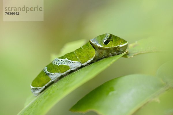 Larve eines Schmetterlings Papilio bianor