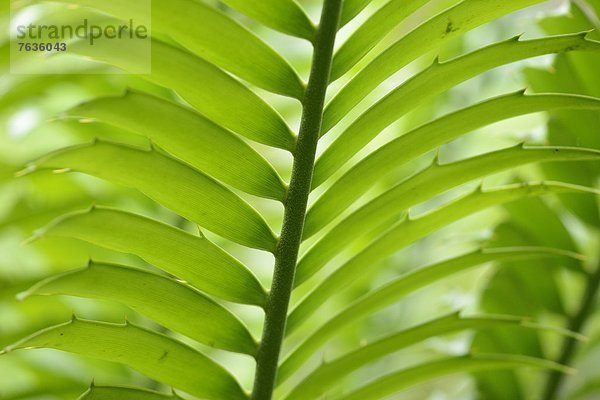 Palmfarn Encephalartos hildebrandtii  close-up