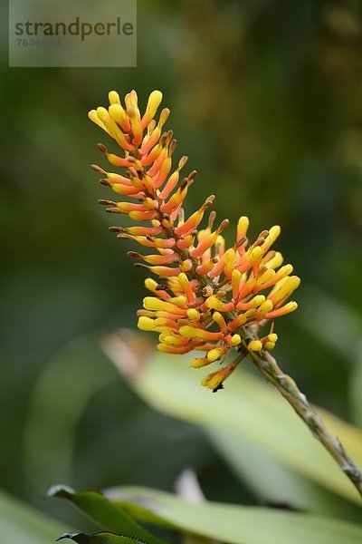 Blühende Aechmea caudata