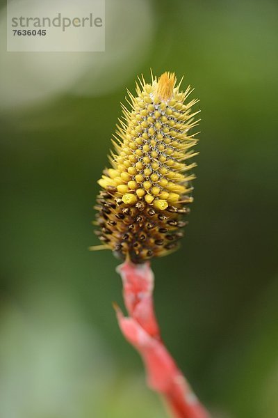 Blühende Achmea pineliana