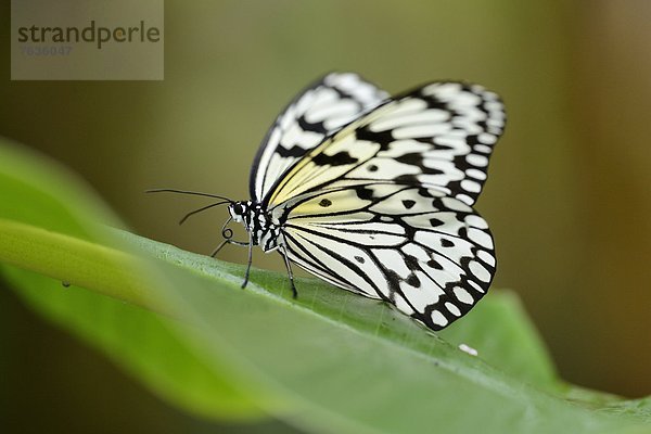 Schmetterling Weiße Baumnymphe (Idea leuconoe) auf einem Blatt