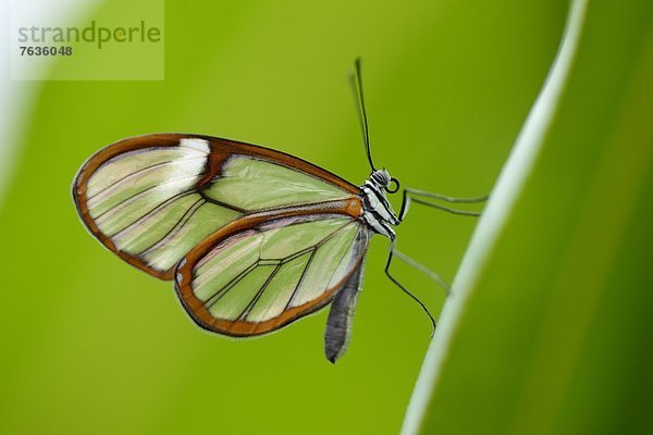 Schmetterling Greta oto auf einem Blatt