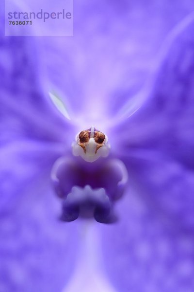 Blühende Orchidee Vanda Princess Mikasa  Makroaufnahme