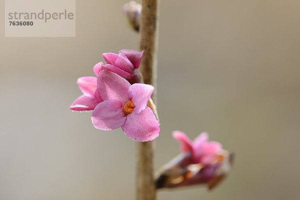 Blühender Echter Seidelbast (Daphne mezereum)