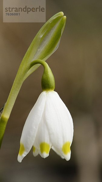 Blühender Märzenbecher (Leucojum vernum)