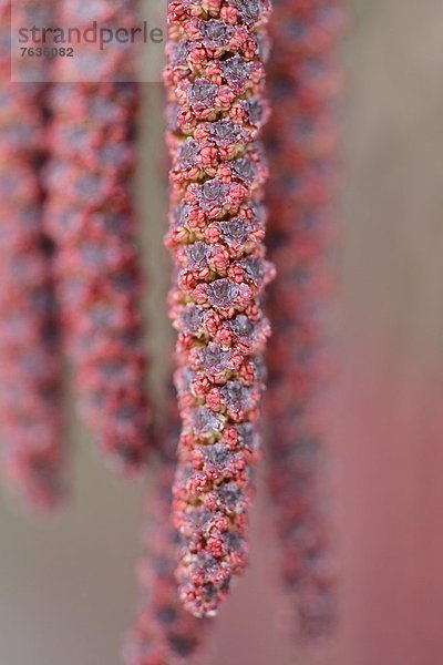 Kätzchen der Schwarz-Erle (Alnus glutinosa)  close-up