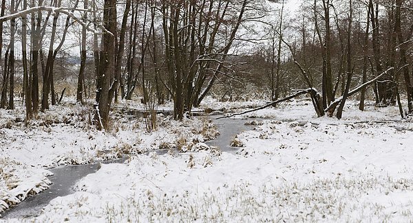 Winter im Deusmauer Moor  Oberpfalz  Bayern  Deutschland