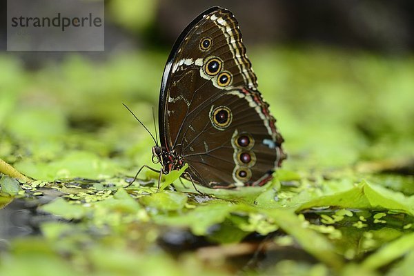 Schmetterling Blauer Morphofalter (Morpho peleides) auf einem Blatt