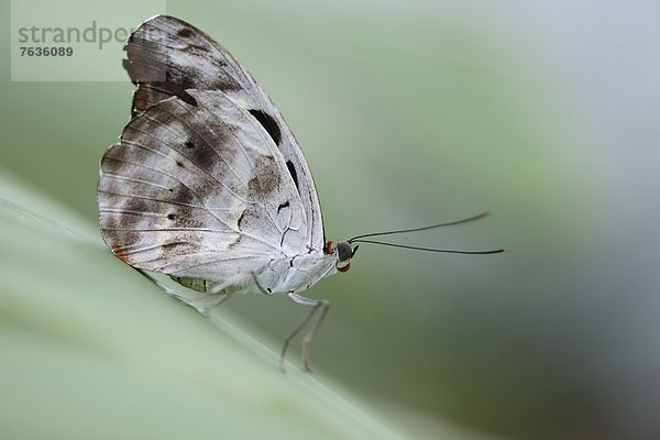 Schmetterling Catonephele numilia auf einem Blatt