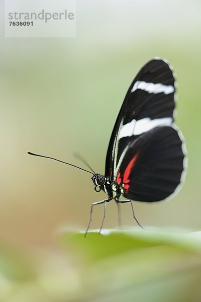 Schmetterling Heliconius sara auf einem Blatt