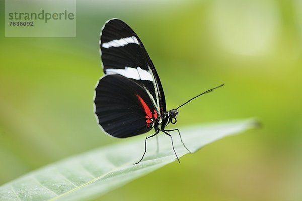 Schmetterling Heliconius sara auf einem Blatt