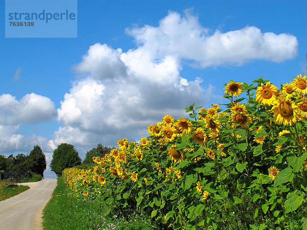 Wolke  Blume  Himmel  Landwirtschaft  Feld  blau  Sonnenblume  helianthus annuus  Sonnenblumenfeld  Weg