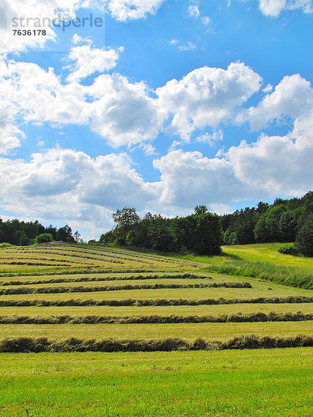 Wolke Sommer Himmel Landwirtschaft ernten Nutzpflanze Wald Holz Heu Wiese Deutschland Heuernte Schweiz