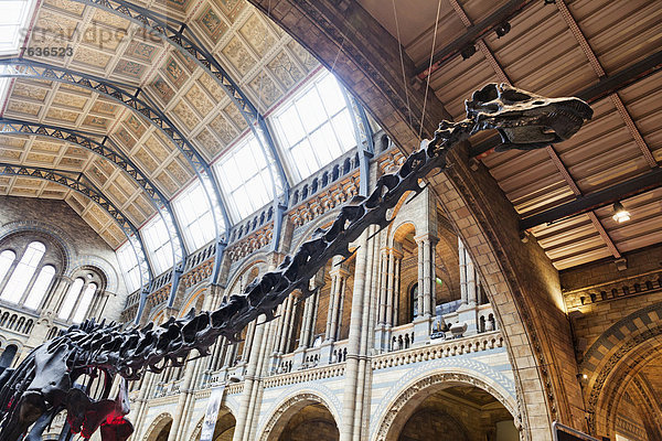 London  Hauptstadt  Dinosaurier  England  Naturkundemuseum