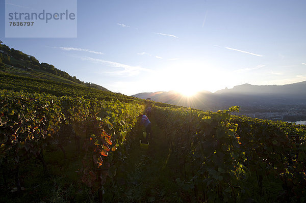 Europa  Wein  Landwirtschaft  Genfer See  Genfersee  Lac Leman  Weinberg  UNESCO-Welterbe  Schweiz