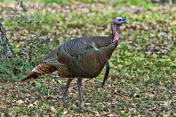 Vereinigte Staaten von Amerika  USA  Truthuhn  Amerika  Vogel  Flucht  Texas  Türkei  Wildtier