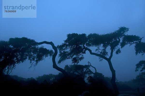 Vereinigte Staaten von Amerika USA State Park Provincial Park Amerika Baum Silhouette ernst Holz Eiche Traurigkeit Texas