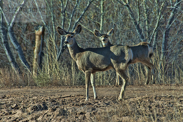 Vereinigte Staaten von Amerika  USA  Amerika  Tier  Flucht  Maultierhirsch  Odocoileus hemionus  Bosque del Apache  Hirsch  New Mexico  Wildtier