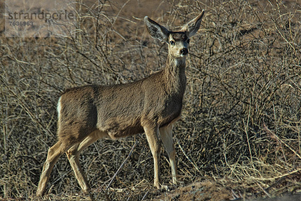 Vereinigte Staaten von Amerika  USA  Amerika  Tier  Flucht  Maultierhirsch  Odocoileus hemionus  Bosque del Apache  Hirsch  New Mexico  Wildtier