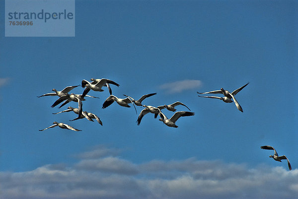 Vereinigte Staaten von Amerika  USA  Schneegans  Anser caerulescens  Amerika  Vogel  Gans  Flucht  Bosque del Apache  New Mexico  Wildtier