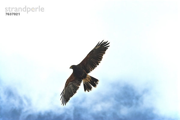 Vereinigte Staaten von Amerika  USA  Wüstenbussard  Parabuteo Unicintus  Amerika  Vogel  Arizona