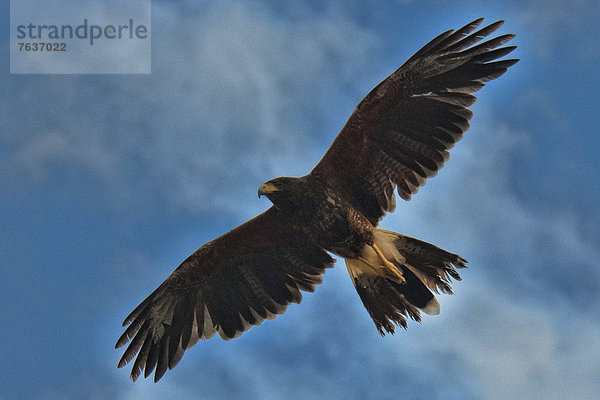 Vereinigte Staaten von Amerika  USA  Wüstenbussard  Parabuteo Unicintus  Amerika  Vogel  Arizona