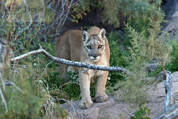 Vereinigte Staaten von Amerika  USA  Löwe  Panthera leo  Puma  Felis concolor  Berglöwe  Amerika  Tier