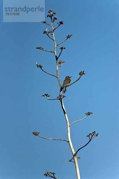 Vereinigte Staaten von Amerika  USA  Amerika  Vogel  Arizona  Specht